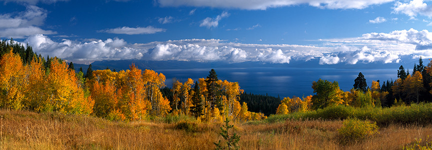 Autumn Aspens